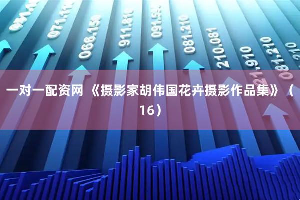 一对一配资网 《摄影家胡伟国花卉摄影作品集》（16）